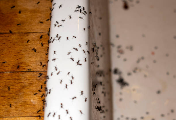 Best Pest Prevention Services  in Branson, MO