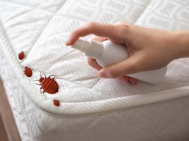 Reliable Branson, MO Pest Control Solutions